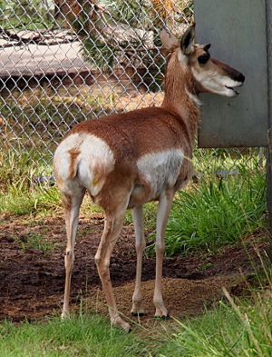 [This animal resembles a deer except it has much skinnier legs and a much wider nose-snout. This is a back right side view so its short tail on its white rump is visible, but its short horns are not. The animal is mostly brown except for the rump, part of the side and the lower half of its face which are all white.]